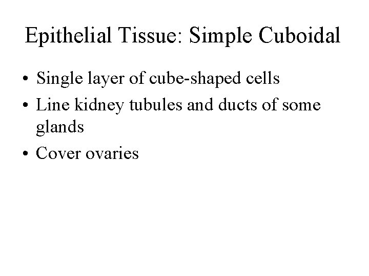 Epithelial Tissue: Simple Cuboidal • Single layer of cube-shaped cells • Line kidney tubules