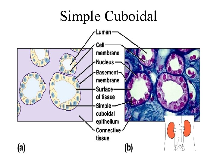 Simple Cuboidal 