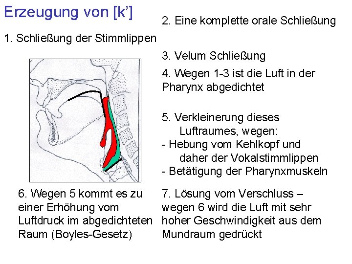 Erzeugung von [k’] 2. Eine komplette orale Schließung 1. Schließung der Stimmlippen 3. Velum