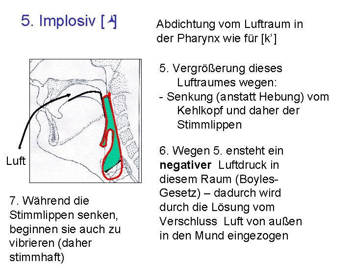 5. Implosiv [©] Abdichtung vom Luftraum in der Pharynx wie für [k’] 5. Vergrößerung