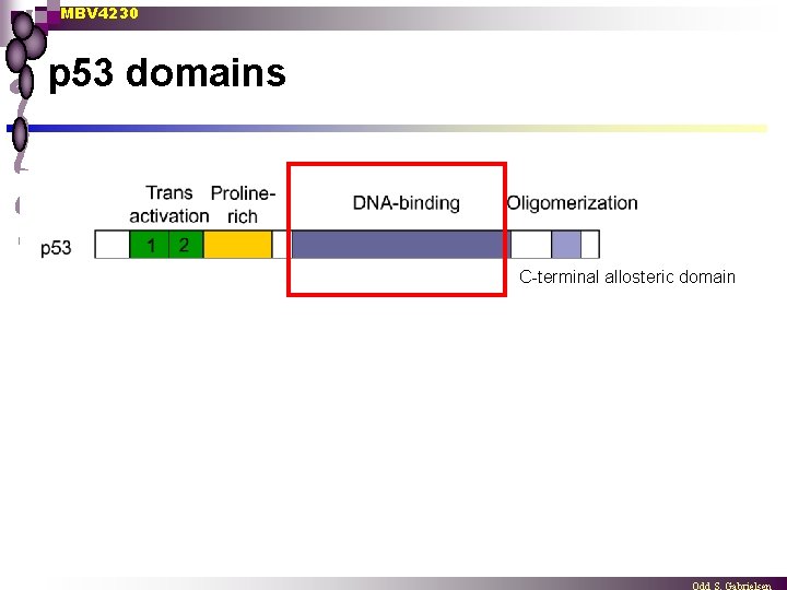 MBV 4230 p 53 domains C-terminal allosteric domain 