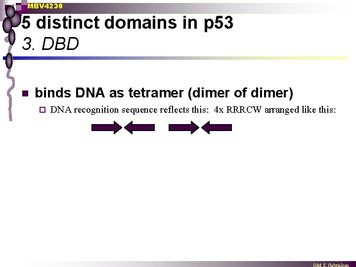 MBV 4230 5 distinct domains in p 53 3. DBD n binds DNA as