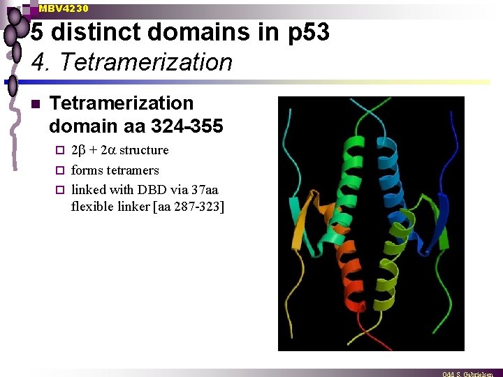 MBV 4230 5 distinct domains in p 53 4. Tetramerization n Tetramerization domain aa