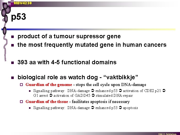 MBV 4230 p 53 n product of a tumour supressor gene the most frequently
