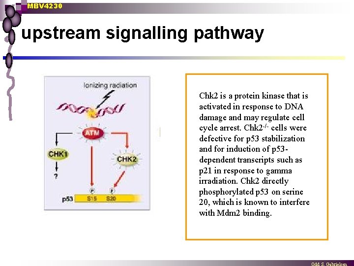 MBV 4230 upstream signalling pathway Chk 2 is a protein kinase that is activated