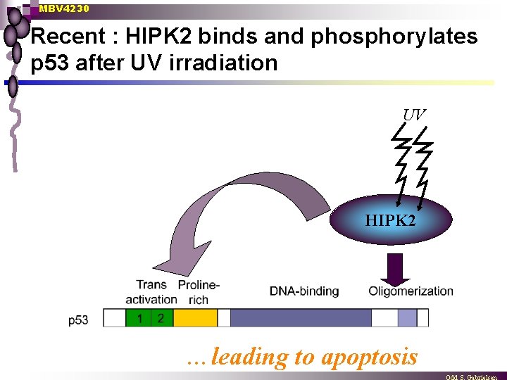 MBV 4230 Recent : HIPK 2 binds and phosphorylates p 53 after UV irradiation