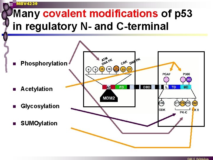 MBV 4230 Many covalent modifications of p 53 in regulatory N- and C-terminal n