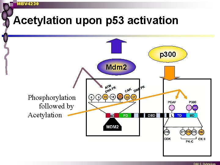 MBV 4230 Acetylation upon p 53 activation p 300 Mdm 2 Phosphorylation followed by