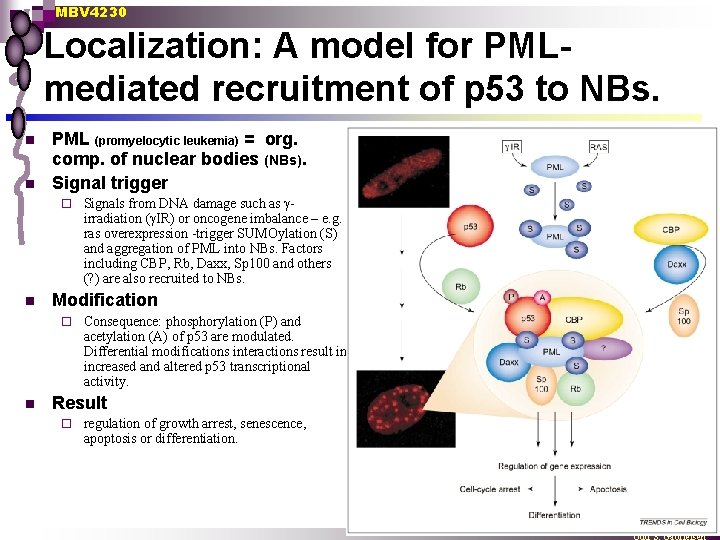 MBV 4230 Localization: A model for PMLmediated recruitment of p 53 to NBs. n