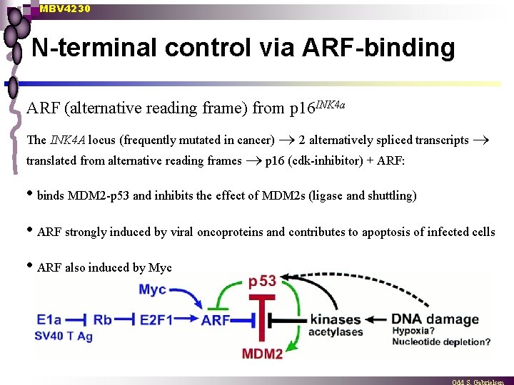 MBV 4230 N-terminal control via ARF-binding ARF (alternative reading frame) from p 16 INK