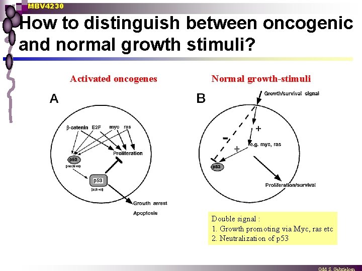 MBV 4230 How to distinguish between oncogenic and normal growth stimuli? Activated oncogenes Normal