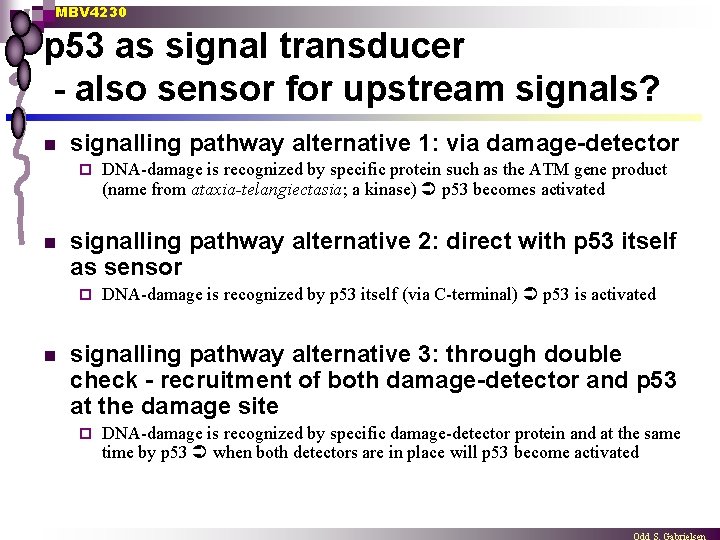 MBV 4230 p 53 as signal transducer - also sensor for upstream signals? n