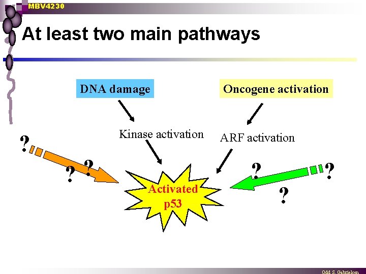 MBV 4230 At least two main pathways DNA damage ? Kinase activation ? ?