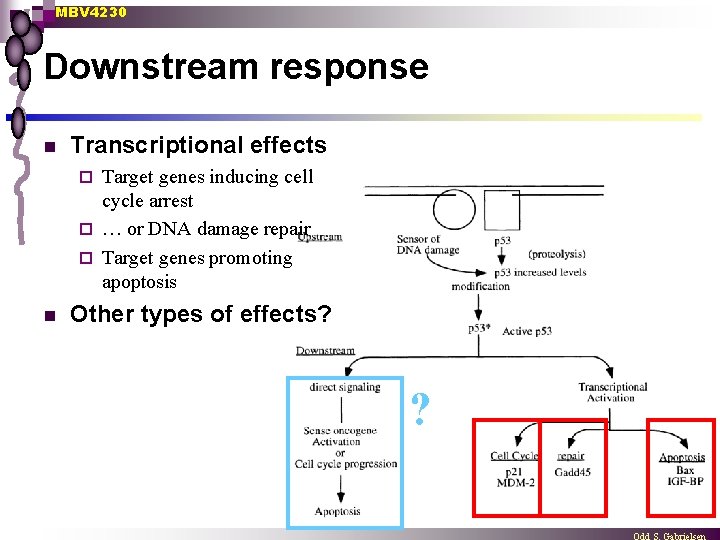 MBV 4230 Downstream response n Transcriptional effects Target genes inducing cell cycle arrest ¨