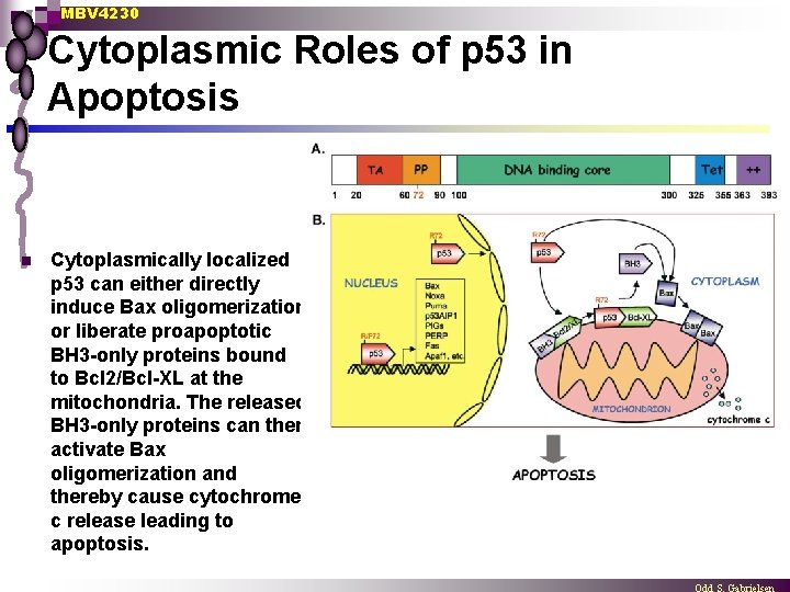 MBV 4230 Cytoplasmic Roles of p 53 in Apoptosis n Cytoplasmically localized p 53