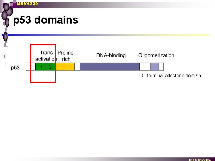 MBV 4230 p 53 domains C-terminal allosteric domain 