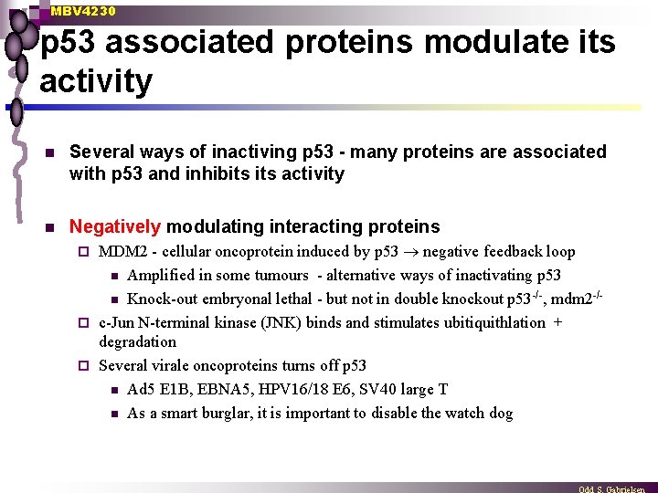 MBV 4230 p 53 associated proteins modulate its activity n Several ways of inactiving