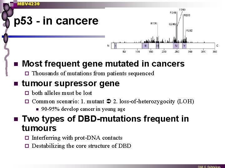 MBV 4230 p 53 - in cancere n Most frequent gene mutated in cancers