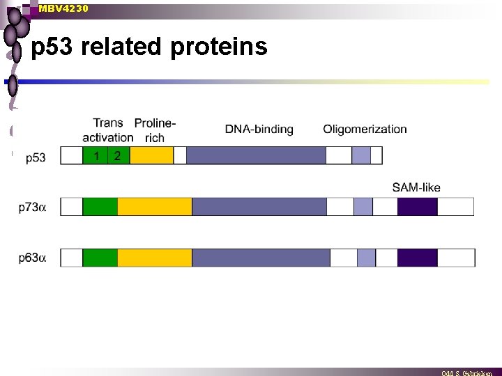MBV 4230 p 53 related proteins 
