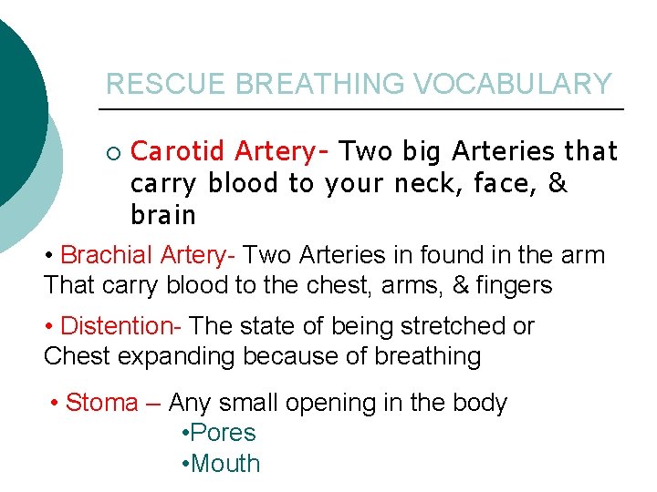 RESCUE BREATHING VOCABULARY Carotid Artery- Two big Arteries that carry blood to your neck,