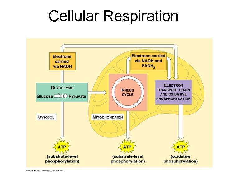 Cellular Respiration 