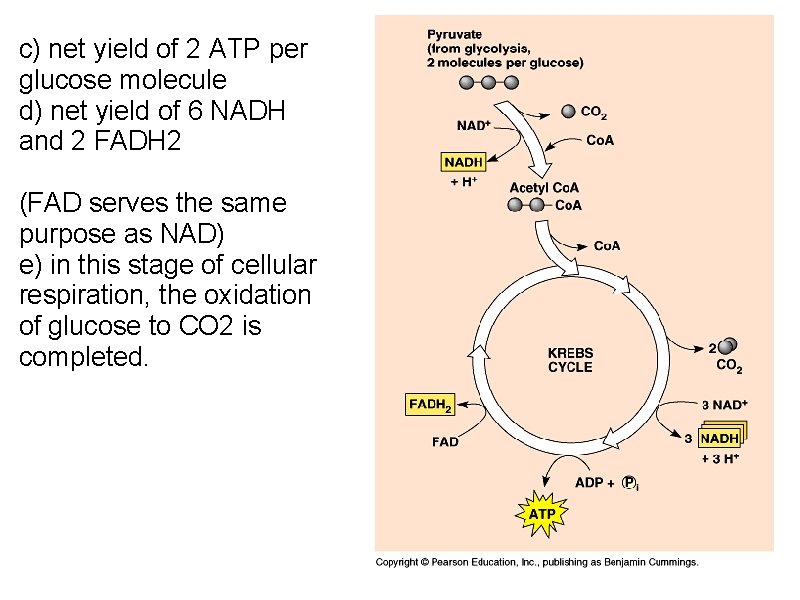 c) net yield of 2 ATP per glucose molecule d) net yield of 6