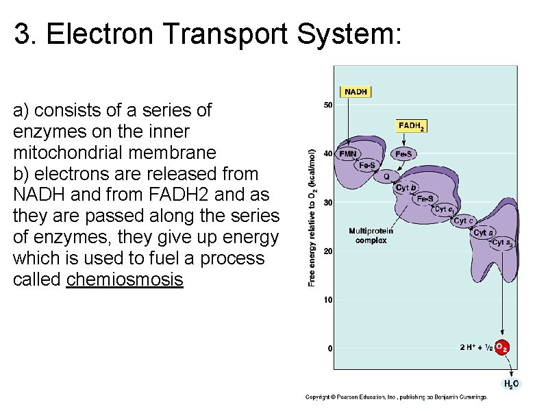 3. Electron Transport System: a) consists of a series of enzymes on the inner