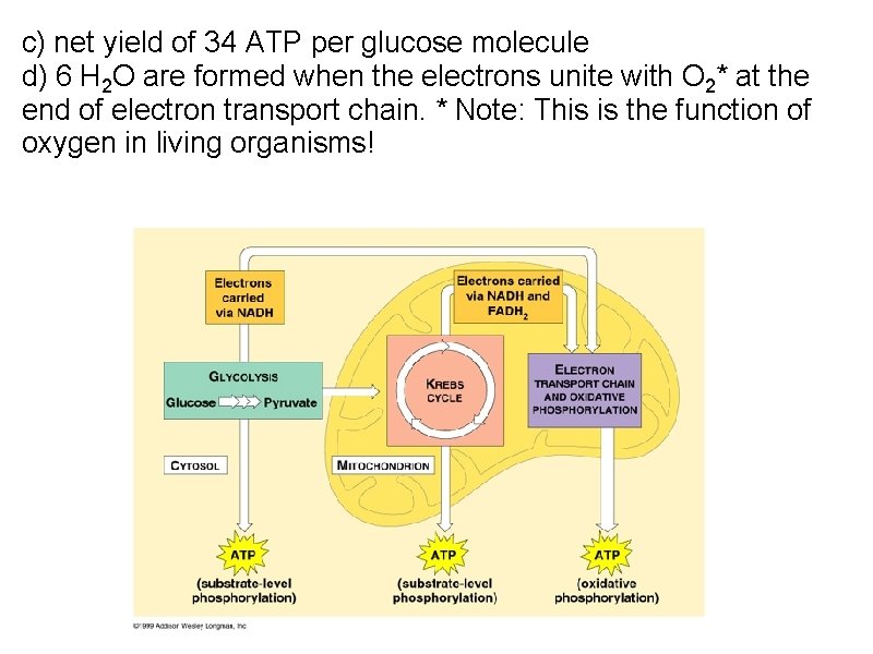 c) net yield of 34 ATP per glucose molecule d) 6 H 2 O
