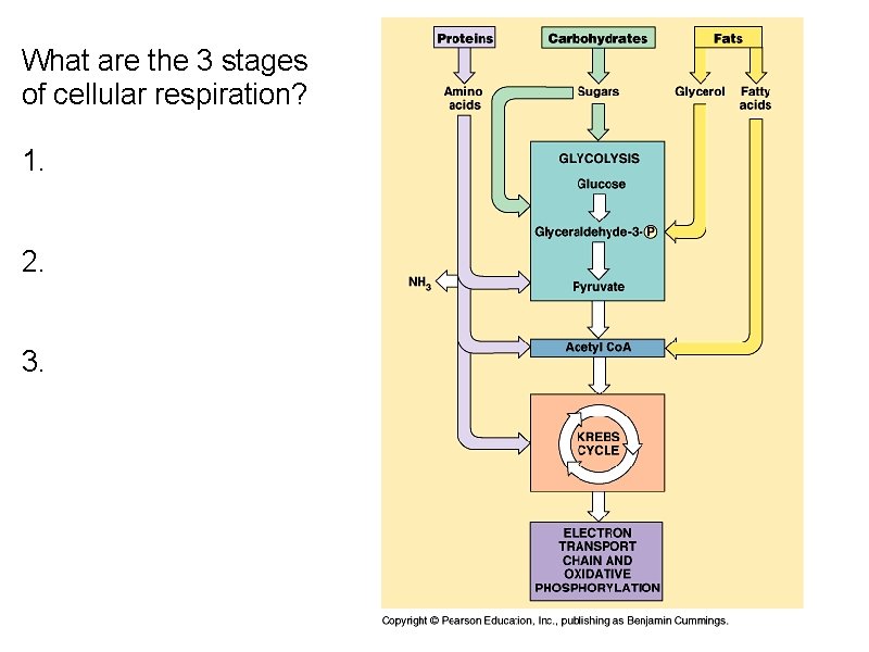 What are the 3 stages of cellular respiration? 1. 2. 3. 