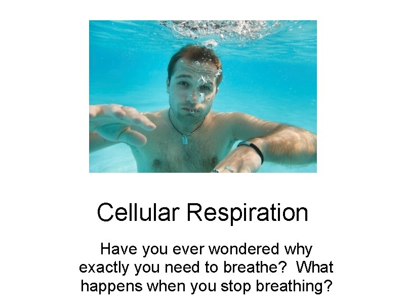 Cellular Respiration Have you ever wondered why exactly you need to breathe? What happens