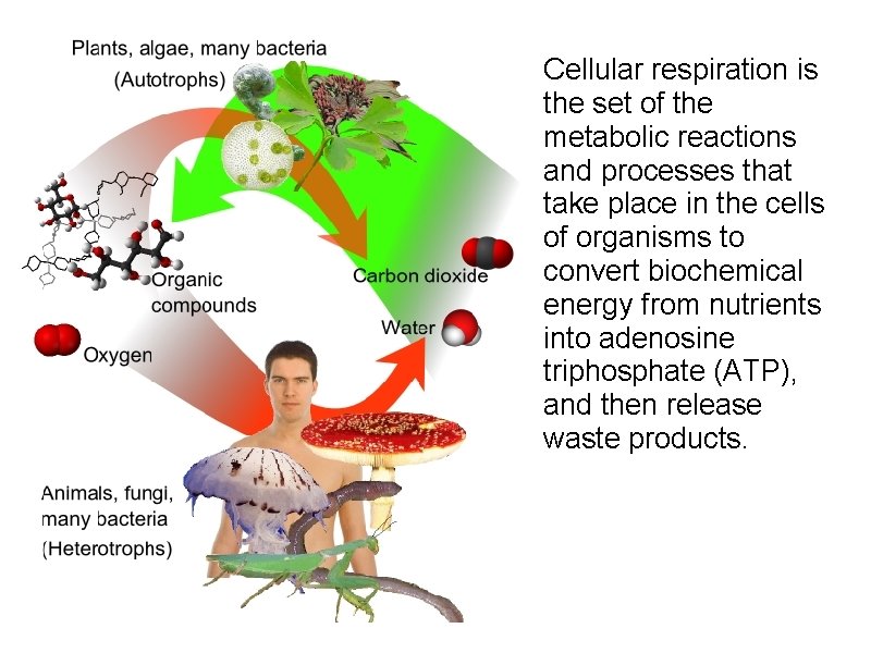 Cellular respiration is the set of the metabolic reactions and processes that take place