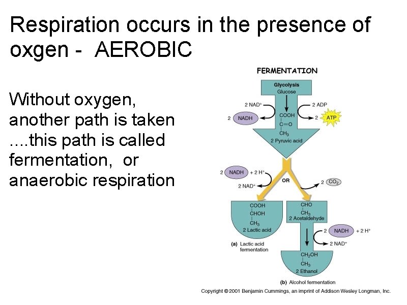 Respiration occurs in the presence of oxgen - AEROBIC Without oxygen, another path is