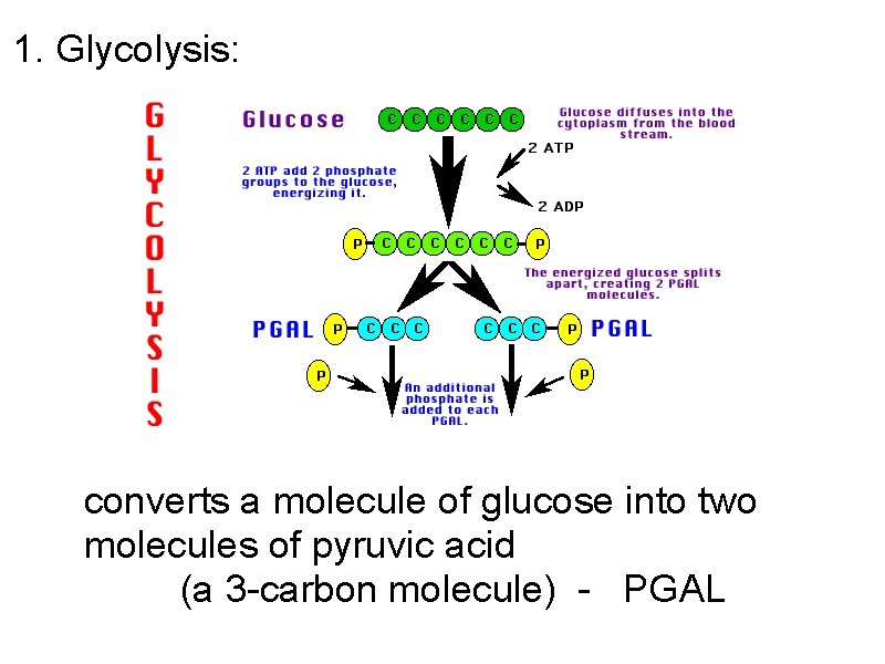 1. Glycolysis: converts a molecule of glucose into two molecules of pyruvic acid (a
