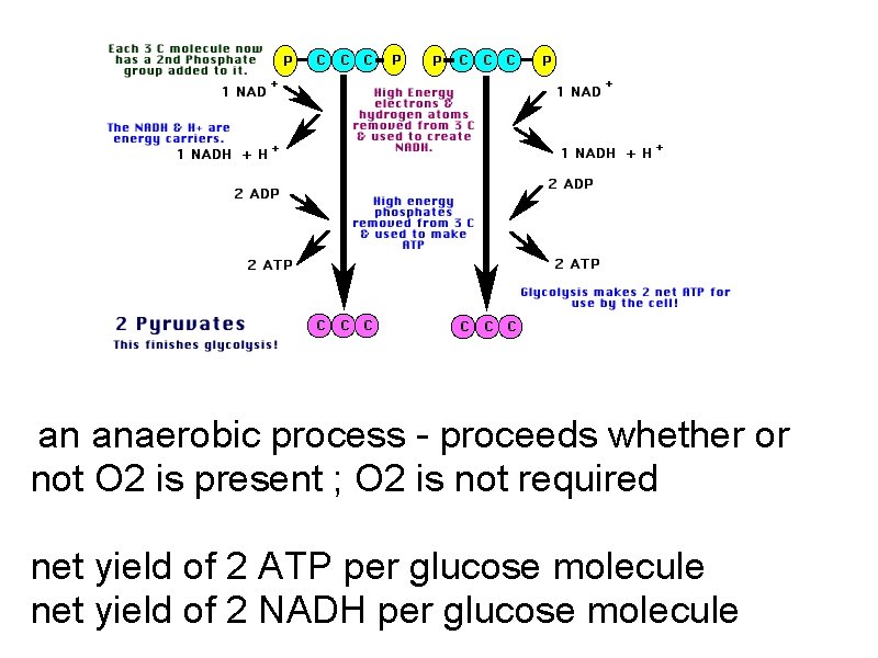  an anaerobic process - proceeds whether or not O 2 is present ;