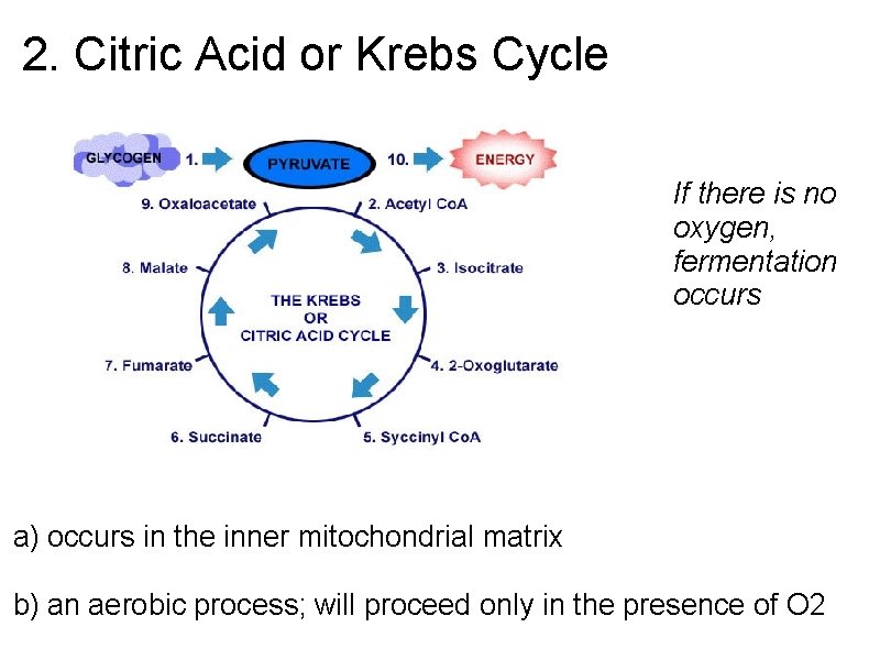 2. Citric Acid or Krebs Cycle If there is no oxygen, fermentation occurs a)