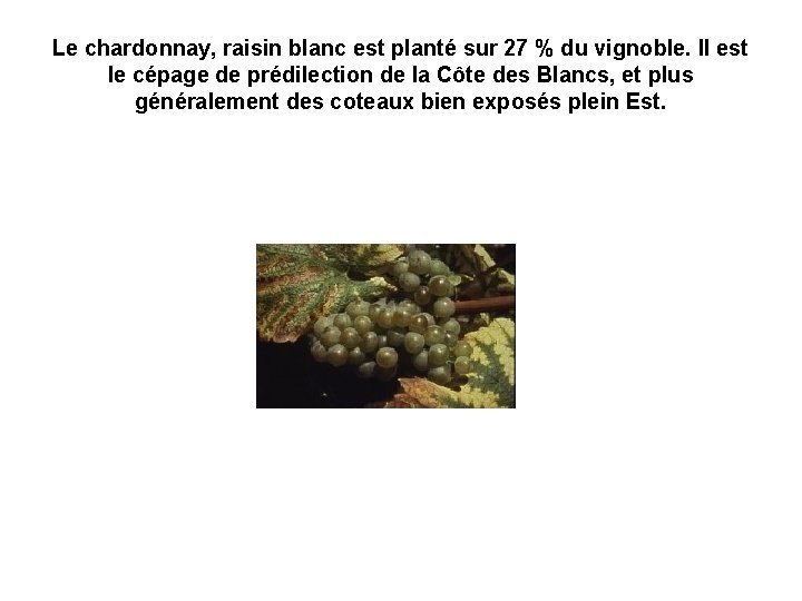 Le chardonnay, raisin blanc est planté sur 27 % du vignoble. Il est le