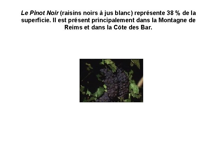 Le Pinot Noir (raisins noirs à jus blanc) représente 38 % de la superficie.