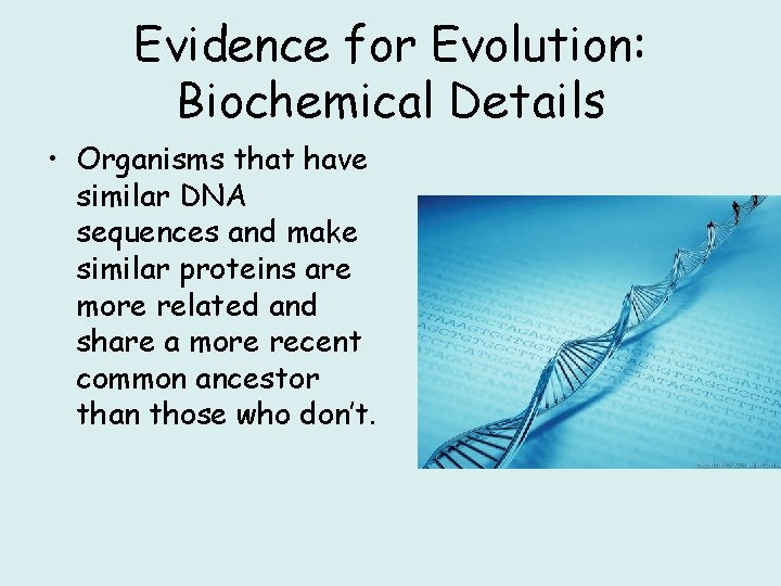 Evidence for Evolution: Biochemical Details • Organisms that have similar DNA sequences and make