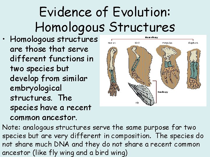 Evidence of Evolution: Homologous Structures • Homologous structures are those that serve different functions