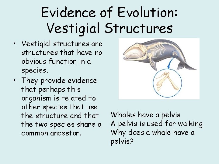 Evidence of Evolution: Vestigial Structures • Vestigial structures are structures that have no obvious