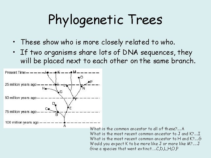 Phylogenetic Trees • These show who is more closely related to who. • If