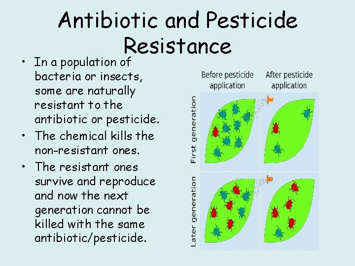 Antibiotic and Pesticide Resistance • In a population of bacteria or insects, some are