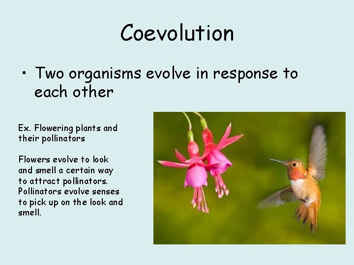 Coevolution • Two organisms evolve in response to each other Ex. Flowering plants and
