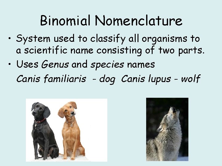 Binomial Nomenclature • System used to classify all organisms to a scientific name consisting