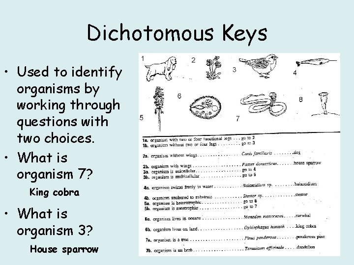 Dichotomous Keys • Used to identify organisms by working through questions with two choices.