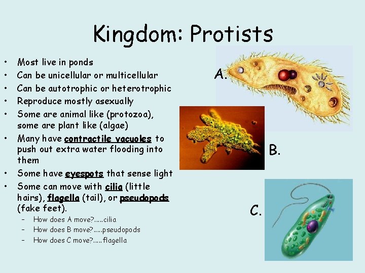 Kingdom: Protists • • Most live in ponds Can be unicellular or multicellular Can