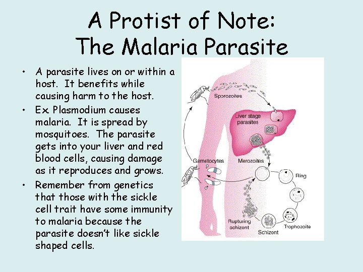 A Protist of Note: The Malaria Parasite • A parasite lives on or within