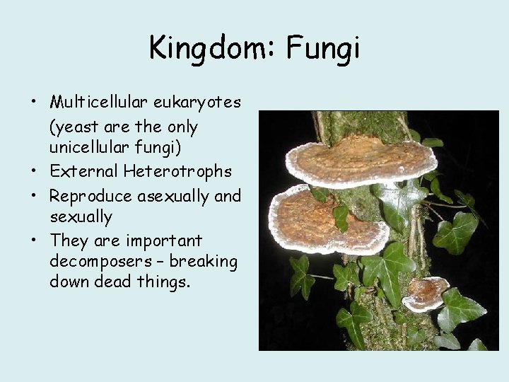 Kingdom: Fungi • Multicellular eukaryotes (yeast are the only unicellular fungi) • External Heterotrophs