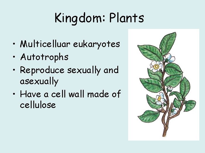 Kingdom: Plants • Multicelluar eukaryotes • Autotrophs • Reproduce sexually and asexually • Have