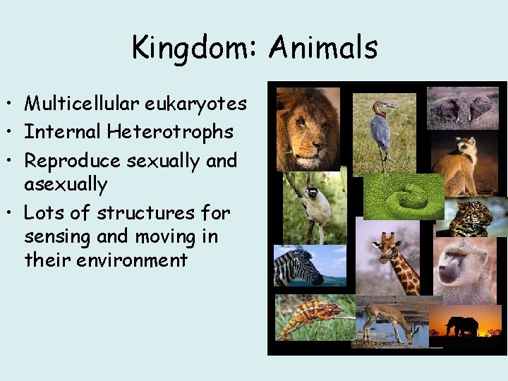 Kingdom: Animals • Multicellular eukaryotes • Internal Heterotrophs • Reproduce sexually and asexually •